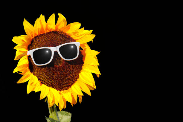 Sunflower with glasses, symbol Sunflower with sunglasses and sun sonnenbrille stock pictures, royalty-free photos & images