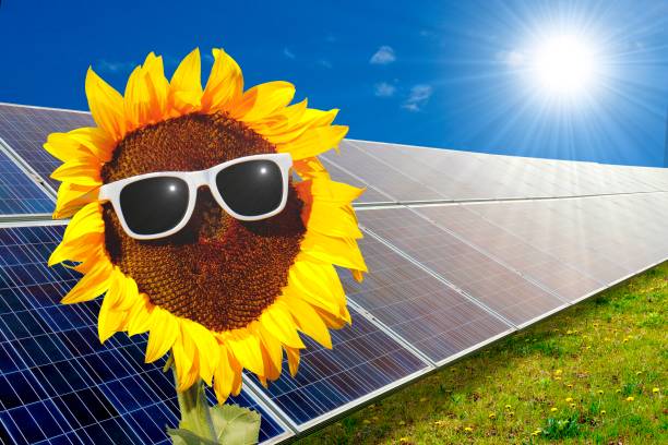 Sunflower with glasses in front of solar plant Sunflower with sunglasses and sun in front of solar system sonnenbrille stock pictures, royalty-free photos & images