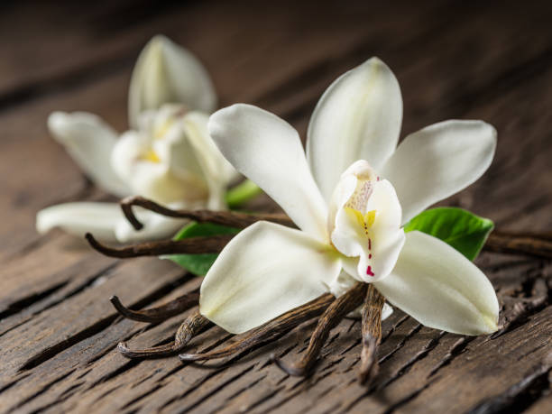 istock Dried vanilla sticks and vanilla orchid. 1133886754