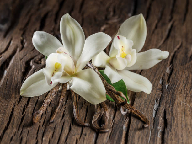 istock Dried vanilla sticks and vanilla orchid. 1133887421