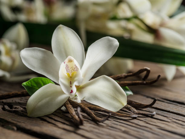 istock Dried vanilla sticks and vanilla orchid. 1133887422