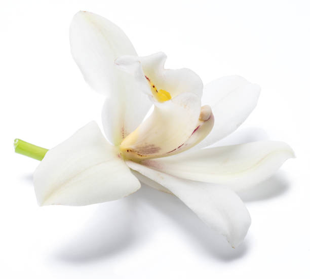 istock Vanilla orchid vanilla flower. 1133887423
