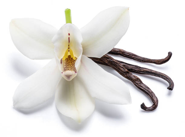 istock Dried vanilla sticks and orchid vanilla flower. 1133887462