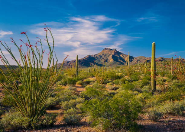 monumento nacional del cactus de la pipa del órgano (p) - organ pipe cactus fotografías e imágenes de stock