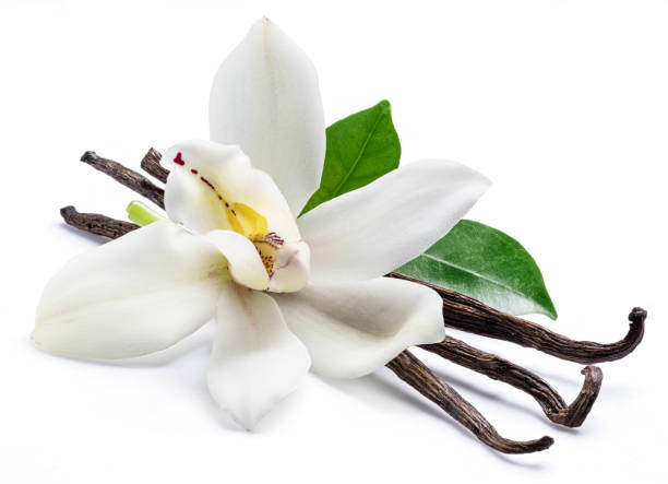 istock Dried vanilla sticks and orchid vanilla flower. 1133887595