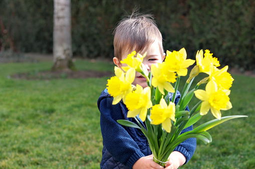 Cute shy little boy in blue vest holding and giving bouquet of bright yellow daffodils flowers hiding his face behind it. Picked up flowers in garden for mom. Copy space.
