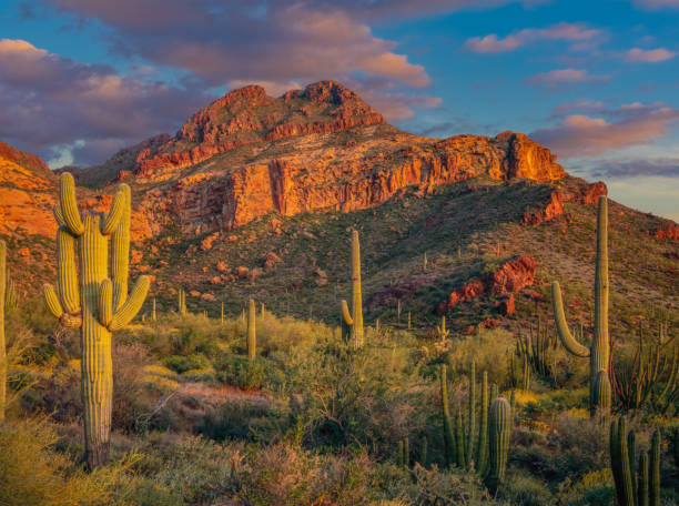 organ pipe cactus national monument - arizona stock-fotos und bilder