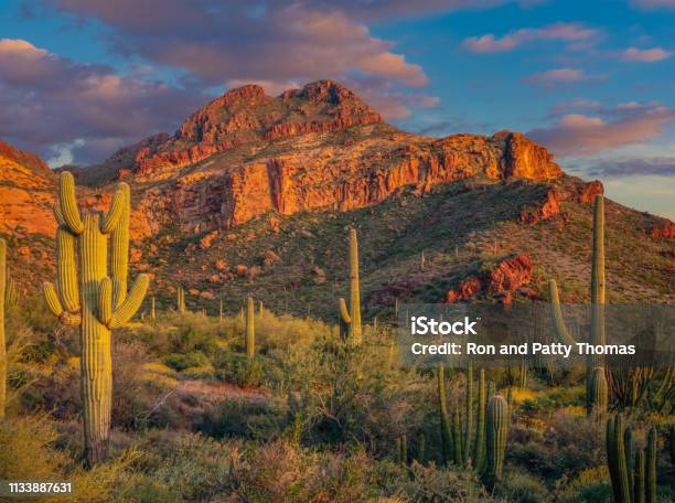 Organ Pipe Cactus National Monument Stock Photo - Download Image Now - Desert Area, Arizona, Cactus