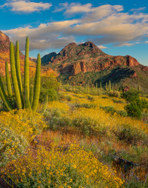 organ pipe cactus national monument - sonoran desert cactus landscaped desert stock-fotos und bilder
