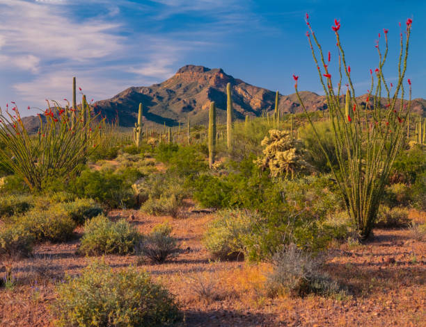 istock ORGAN PIPE CACTUS NATIONAL MONUMENT 1133887685