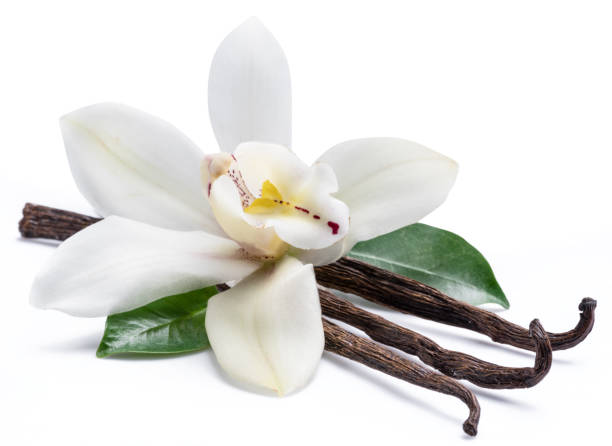 istock Dried vanilla sticks and orchid vanilla flower. 1133887690