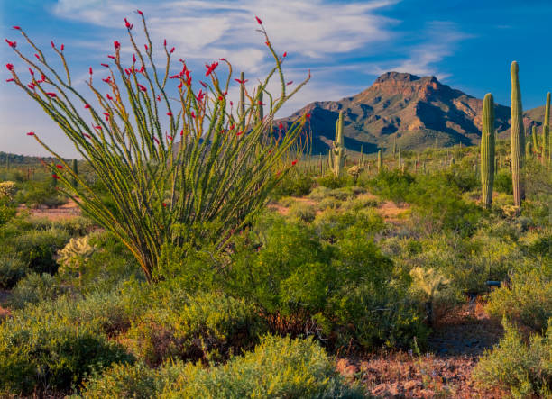 ORGAN PIPE CACTUS NATIONAL MONUMENT vacation get away; getting away from it all; travel adventure; desert wonderland ocotillo cactus stock pictures, royalty-free photos & images