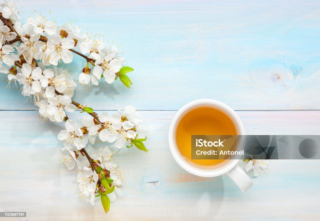Tasse de thé et branches d'abricot fleurissant sur la vieille table en bois bleu clair. - Photo de Thé - Boisson chaude libre de droits