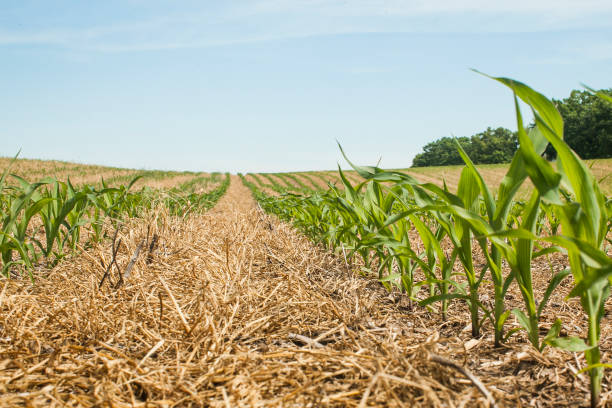llooking down rows of No-till corn about knee hight. Corn planted with no tillage into winter wheat stubble growing on a sunny summer day. field stubble stock pictures, royalty-free photos & images