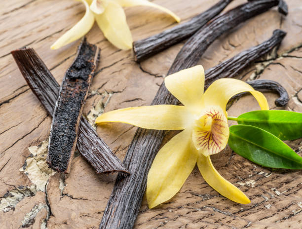 istock Dried vanilla fruits and vanilla orchid. 1133888112