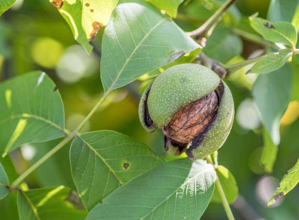 noyer sur la branche de l'arbre de noyer tombe de la coquille. - walnut tree walnut nut branch photos et images de collection