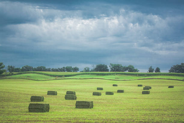 Newly baled large square bales wait to be picked up in a rolling field with dark blue storm clouds in the background in Wisconsin.
