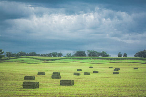 Large square hay bales in a field with storm clouds. Newly baled large square bales wait to be picked up in a rolling field with dark blue storm clouds in the background in Wisconsin. hay field stock pictures, royalty-free photos & images