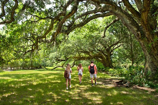 Family walking on the pathway under beautiful huge  oak trees on summer morning. People hiking in the park Gardens, Charleston, South Carolina, USA