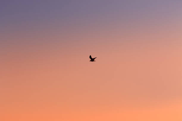 istock bright colors of the evening sky 1133889069