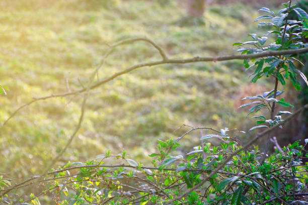 istock Forest in the morning Green birch tree, nice spring background 1133892871