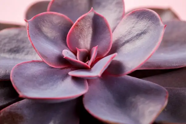 Succulent . Evergreen  perennials or subshrubs with rosettes of colourful, fleshy leaves .on the Pink Paper.Minimal Fashion Stillife. Concept Background Trendy Bright Colors