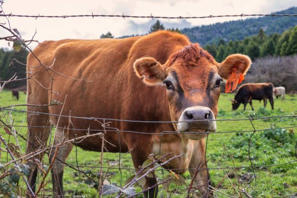 istock Number One Cow Says Hello at the Fence 1133894725