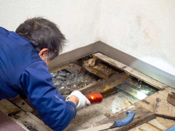 Surveying the underfloor space. Japanese construction worker checking the underfloor space. fungal mold stock pictures, royalty-free photos & images
