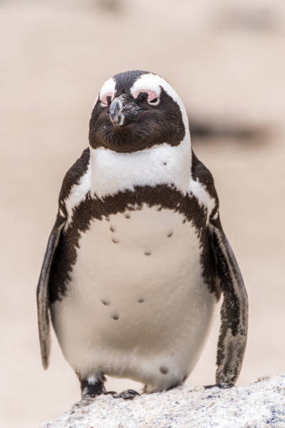 istock african penguin at the boulders beach 1133896311