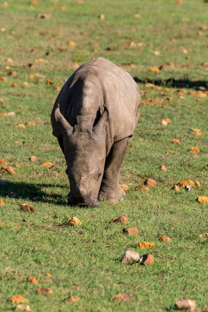 istock grazing rhino in south africa 1133897314
