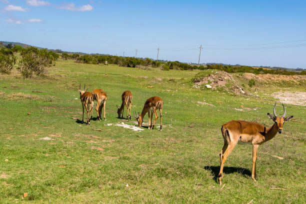 istock grazing impalas in south africa 1133897378