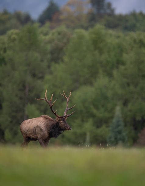 istock Elk in Pennsylvania 1133898303