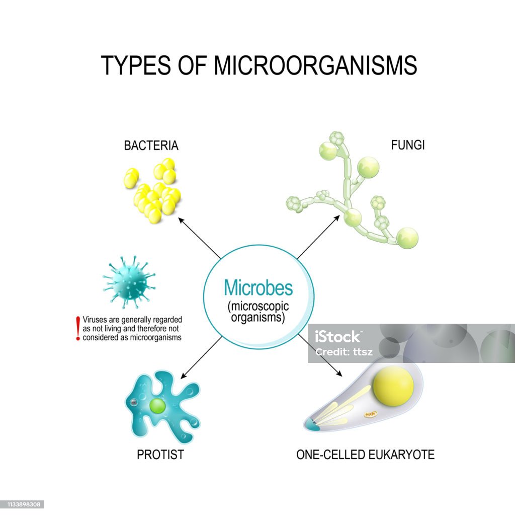 Ilustración de Tipos De Microorganismos Bacterias Hongos Eucariotas  Uniceliformes Y Protistas y más Vectores Libres de Derechos de Aftas -  iStock