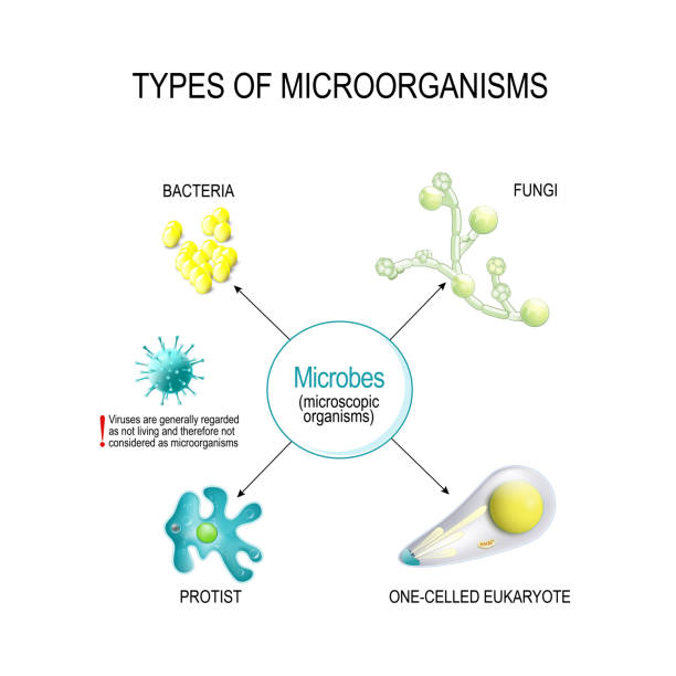 illustrazioni stock, clip art, cartoni animati e icone di tendenza di tipi di microrganismi. batteri, funghi, eucarioti unigeniti e protisti. - coccus
