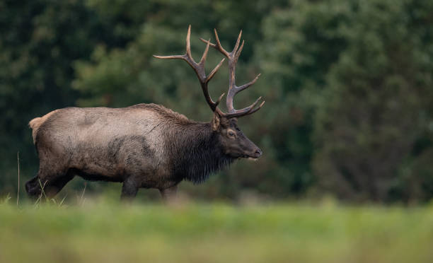 istock Elk in Pennsylvania 1133898356