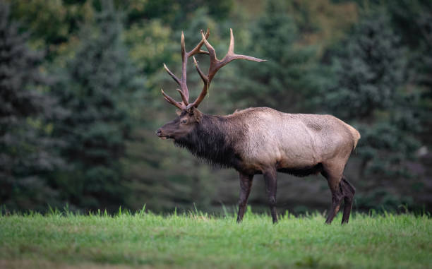 istock Elk in Pennsylvania 1133898365