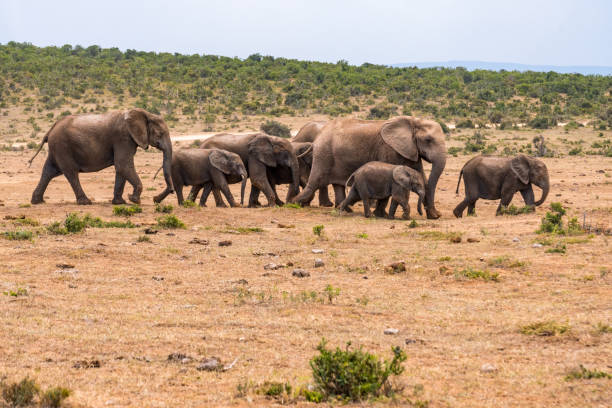 istock African elephant group in the national park 1133898430