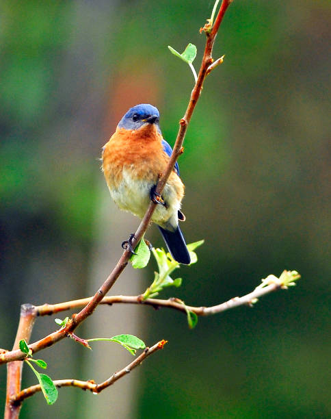 istock Eastern Bluebird, male 1133898451