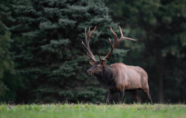 istock Elk in Pennsylvania 1133898475