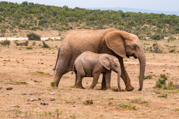 istock African elephant group in the national park 1133898495