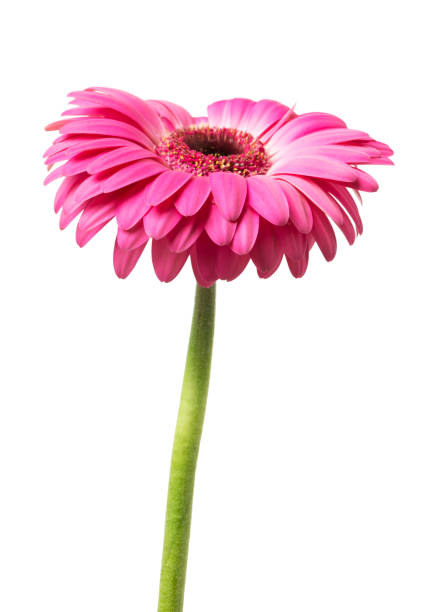 istock pink gerbera flower isolated on a white background 1133898953