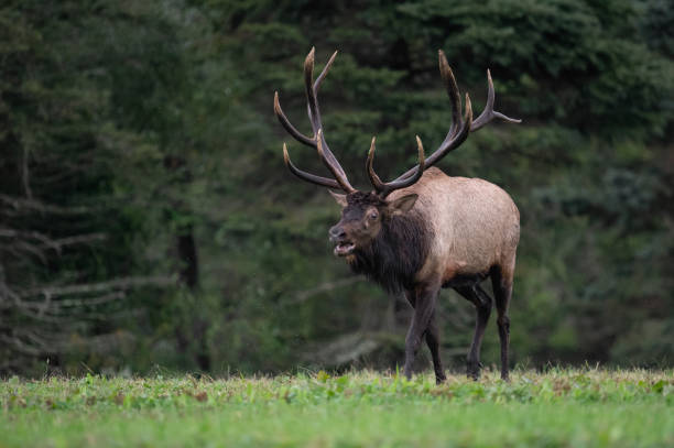 istock Elk in Pennsylvania 1133899025