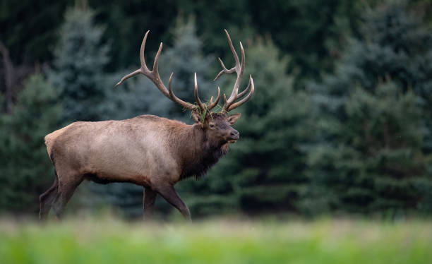Elk in Pennsylvania stock photo