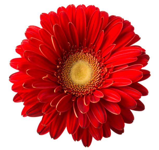 istock Vibrant bright red gerbera daisy flower blooming isolate on white background 1133899124