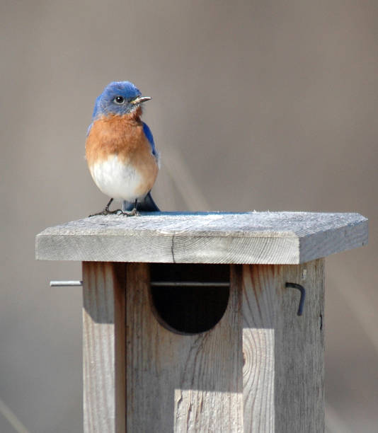 istock Male Eastern bluebird on bird house 1133899275