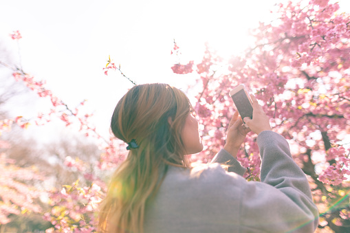 Young Hispanic woman taking picture of cherry blossoms using smart phone