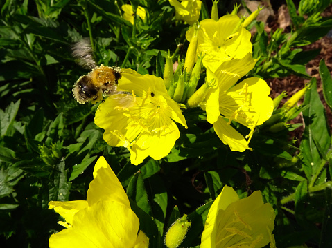 Bumblebee flying over of  a evening-primrose