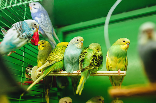 Many multicolor wavy parrots sit in cage. Pet shop. Birds in captivity. Close-up.