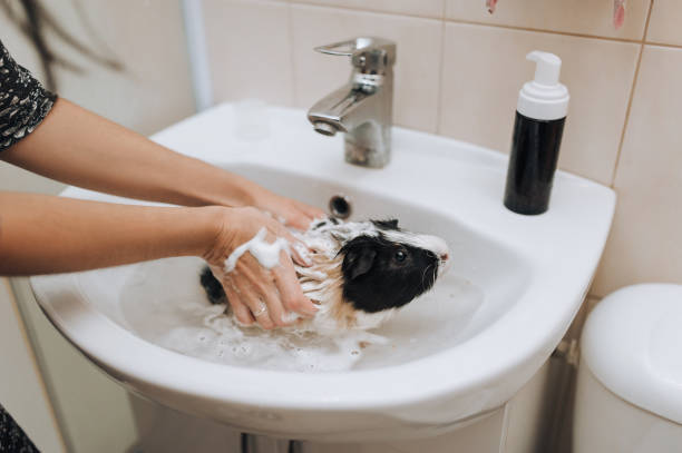 Female hands put foaming shampoo on a guinea pig that sits in a sink with water. Bathing a rodent. The concept of caring for animals. stock photo