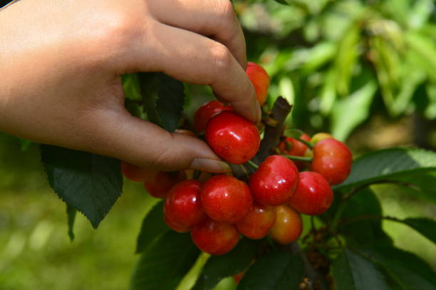 istock The ripe cherries are on the tree 1133904347